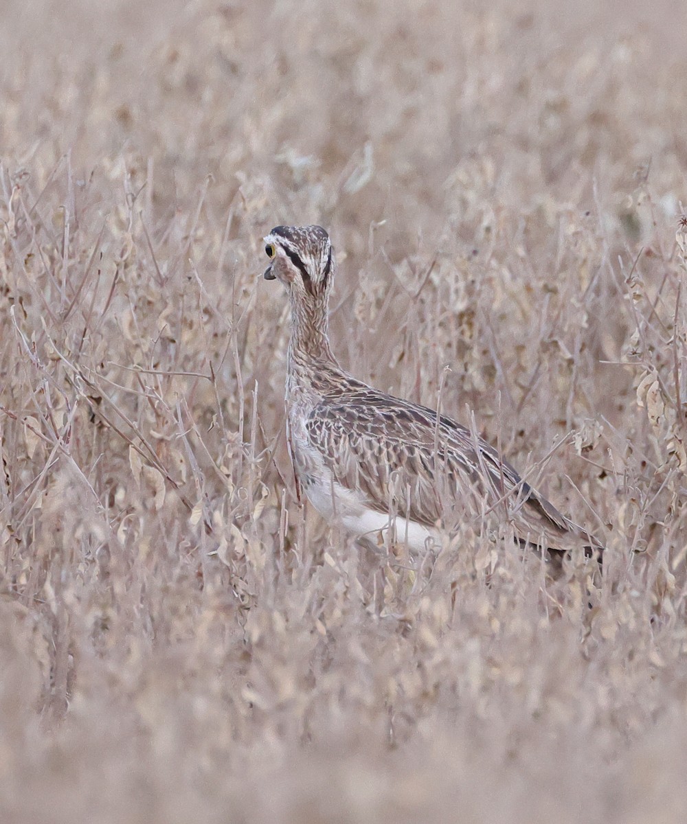 Double-striped Thick-knee - ML641907824