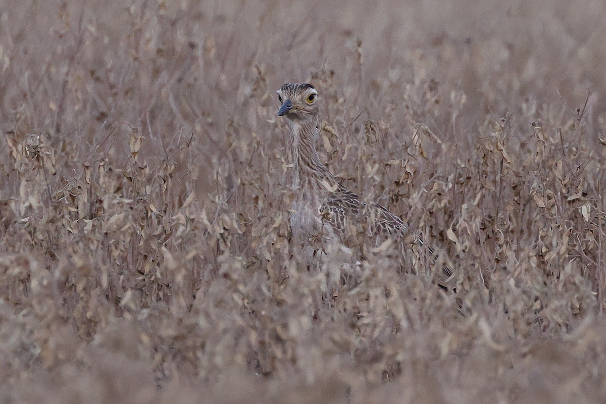 Double-striped Thick-knee - ML641907825
