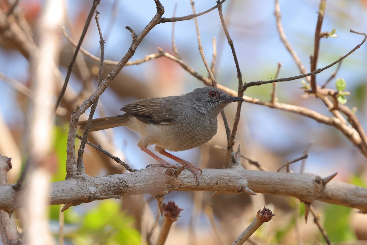 Miombo Wren-Warbler - ML641907826