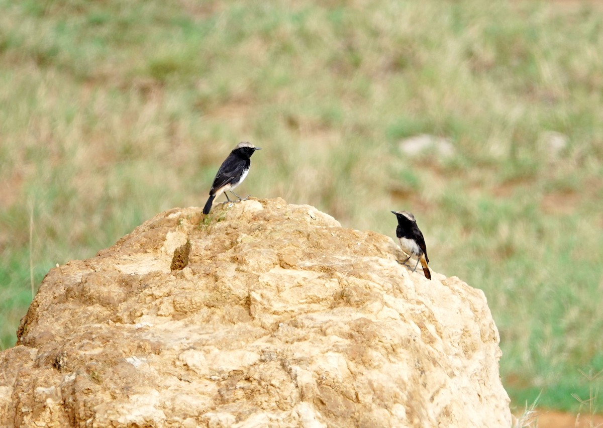 Abyssinian Wheatear - ML641907845
