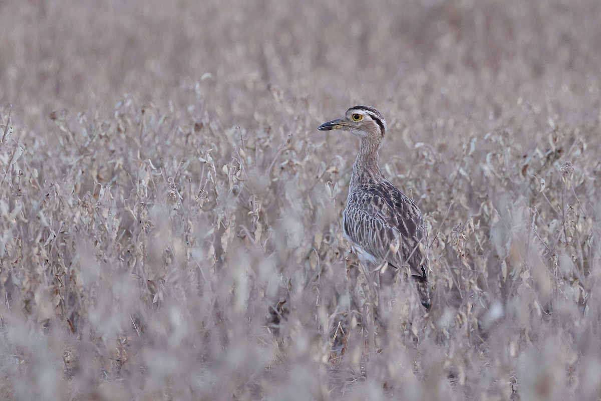 Double-striped Thick-knee - ML641907848