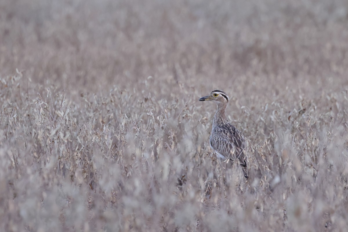 Double-striped Thick-knee - ML641907850