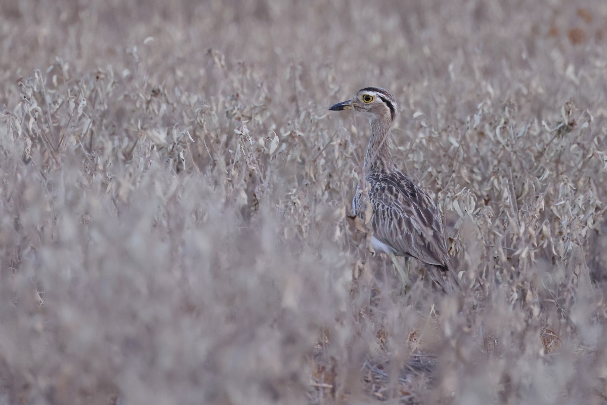 Double-striped Thick-knee - ML641907852