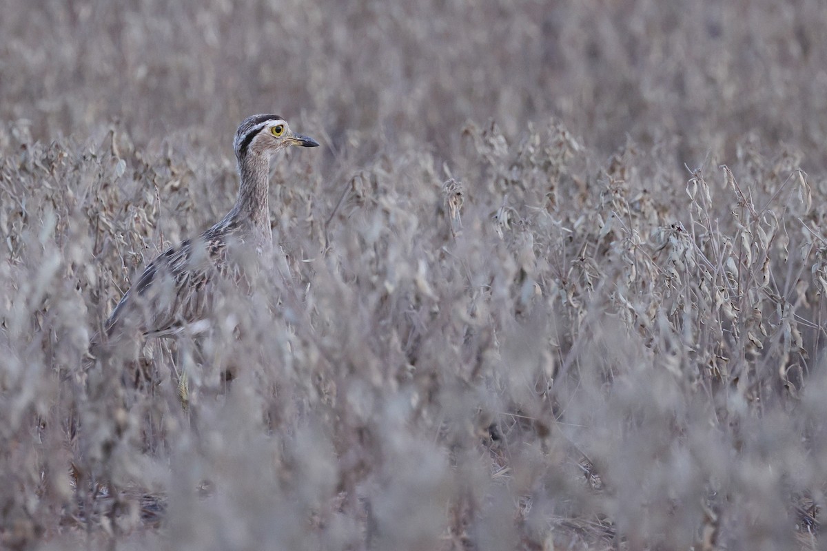 Double-striped Thick-knee - ML641907853