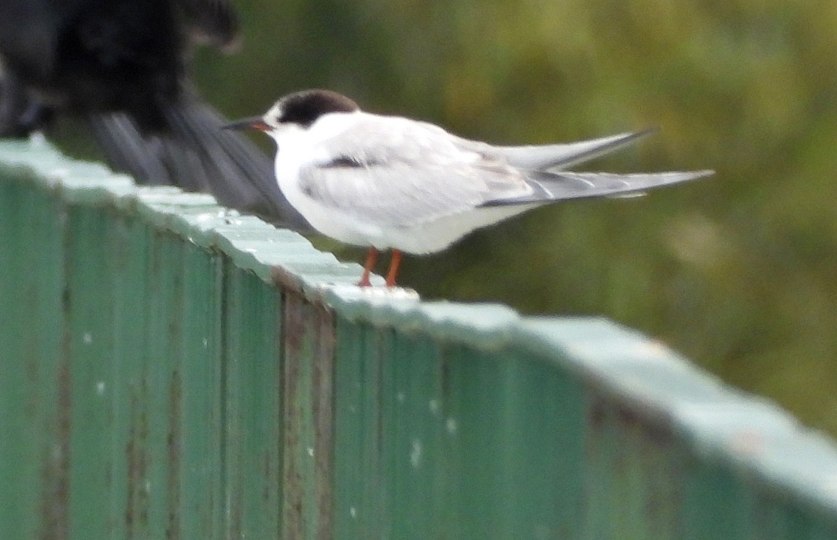 Common Tern - ML641907875