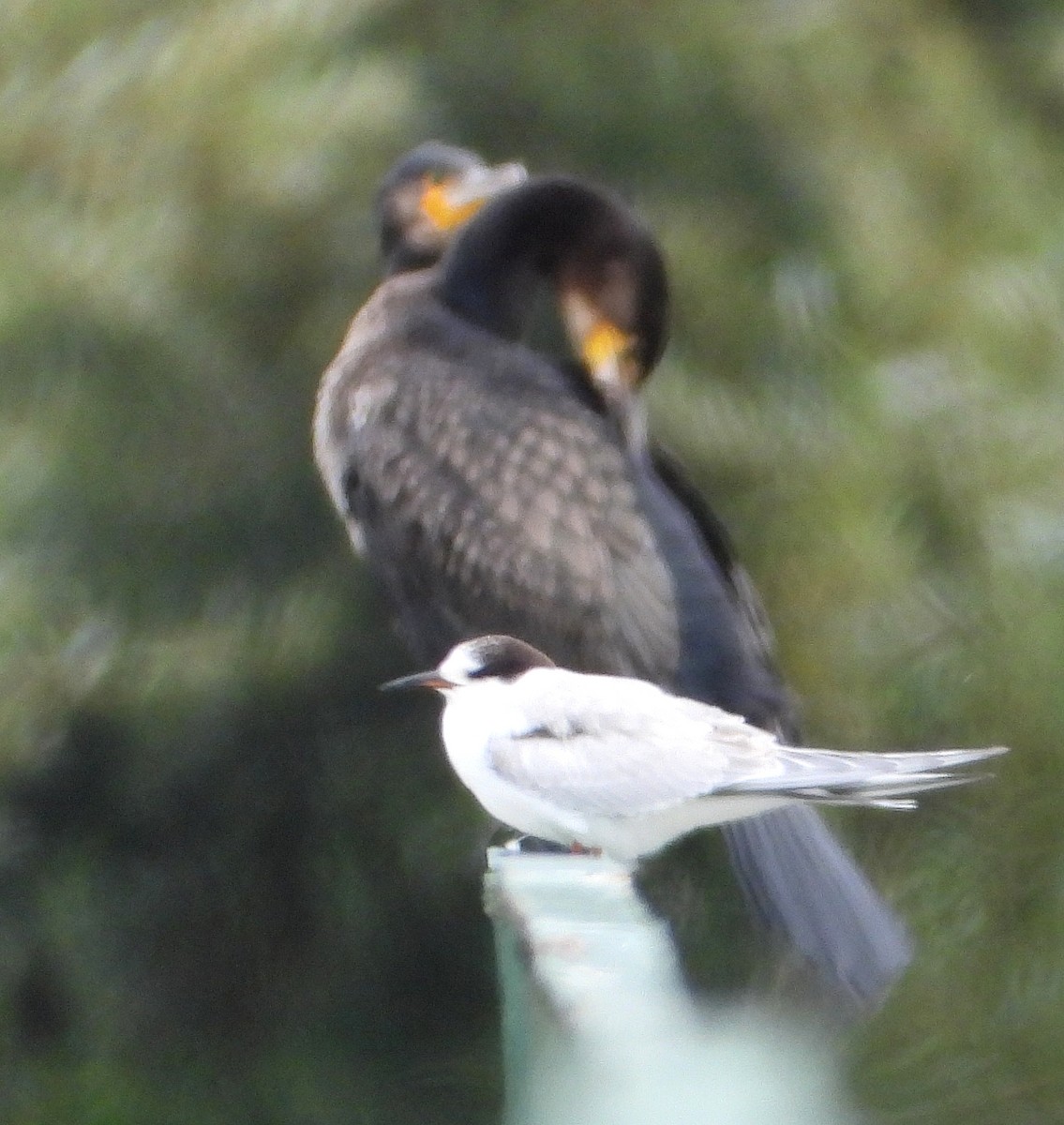 Common Tern - ML641907876
