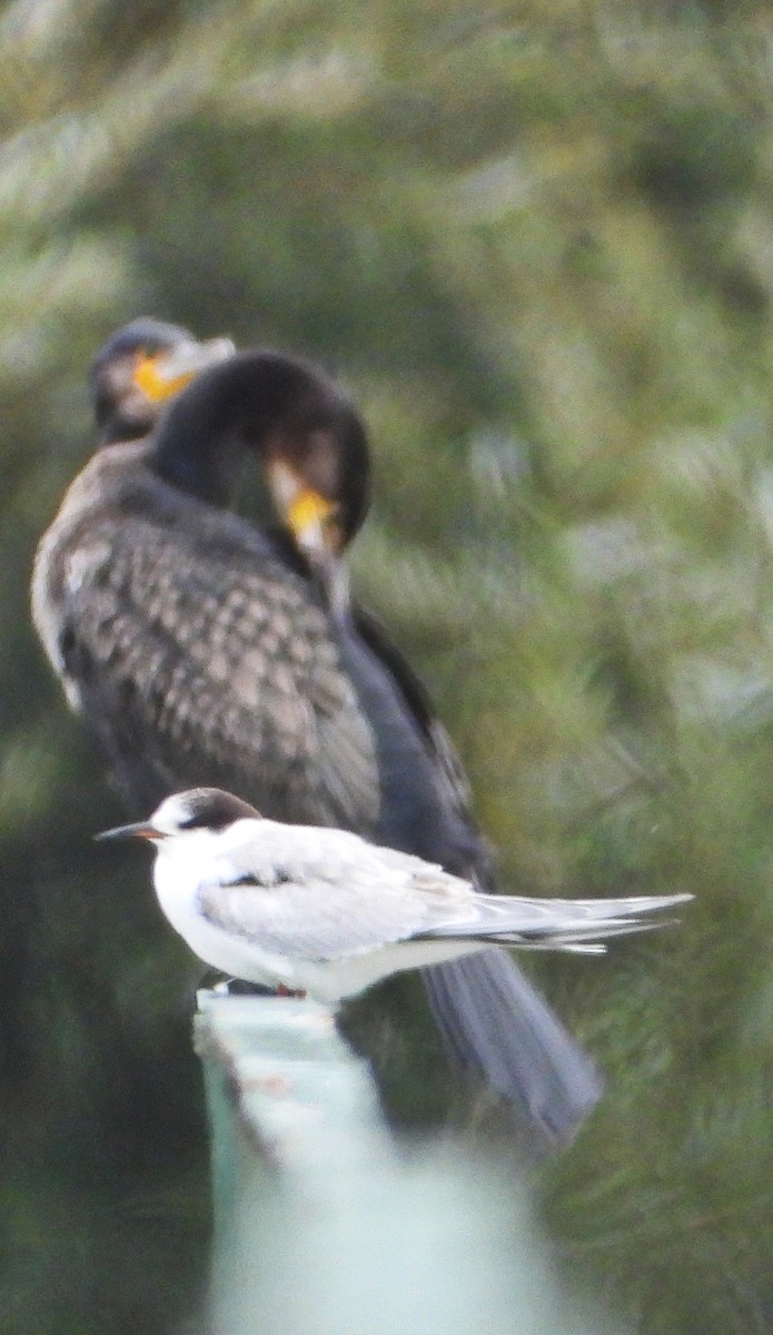Common Tern - ML641907878