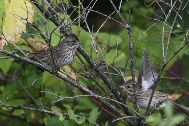 Lincoln's Sparrow - ML641907899