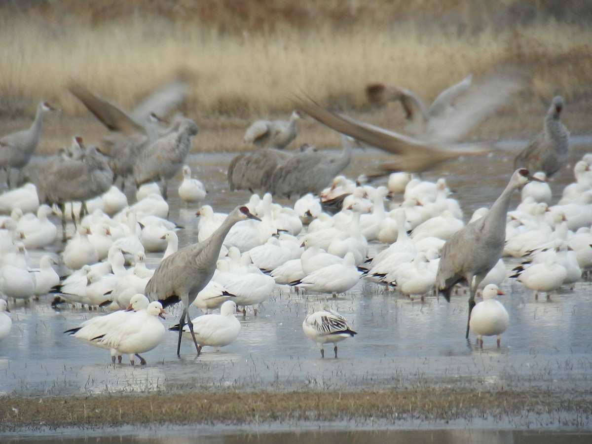 Sandhill Crane - ML641907901