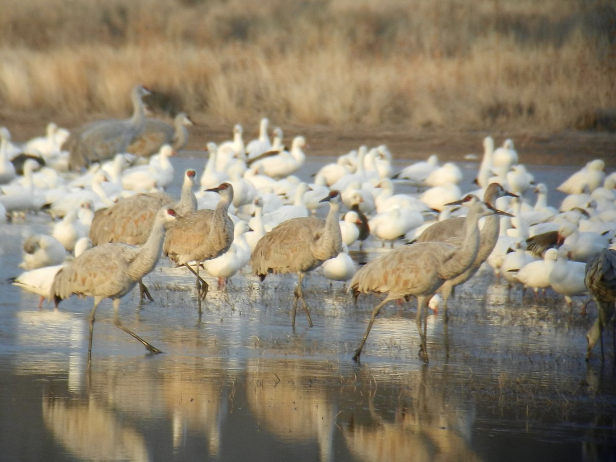 Sandhill Crane - ML641907902