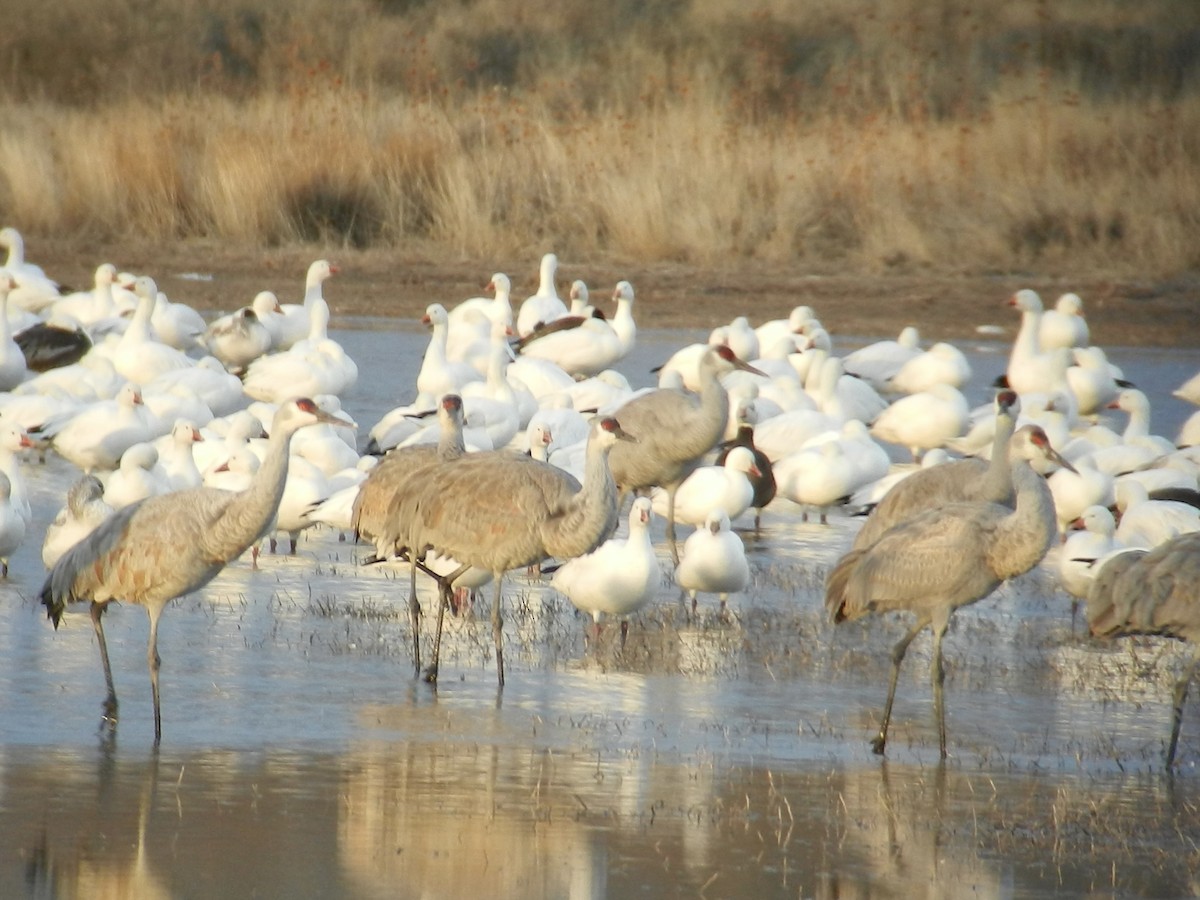 Sandhill Crane - ML641907904