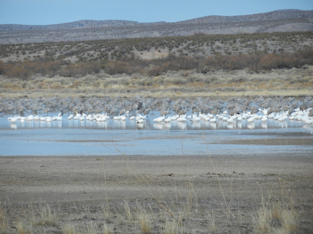 Sandhill Crane - ML641907905