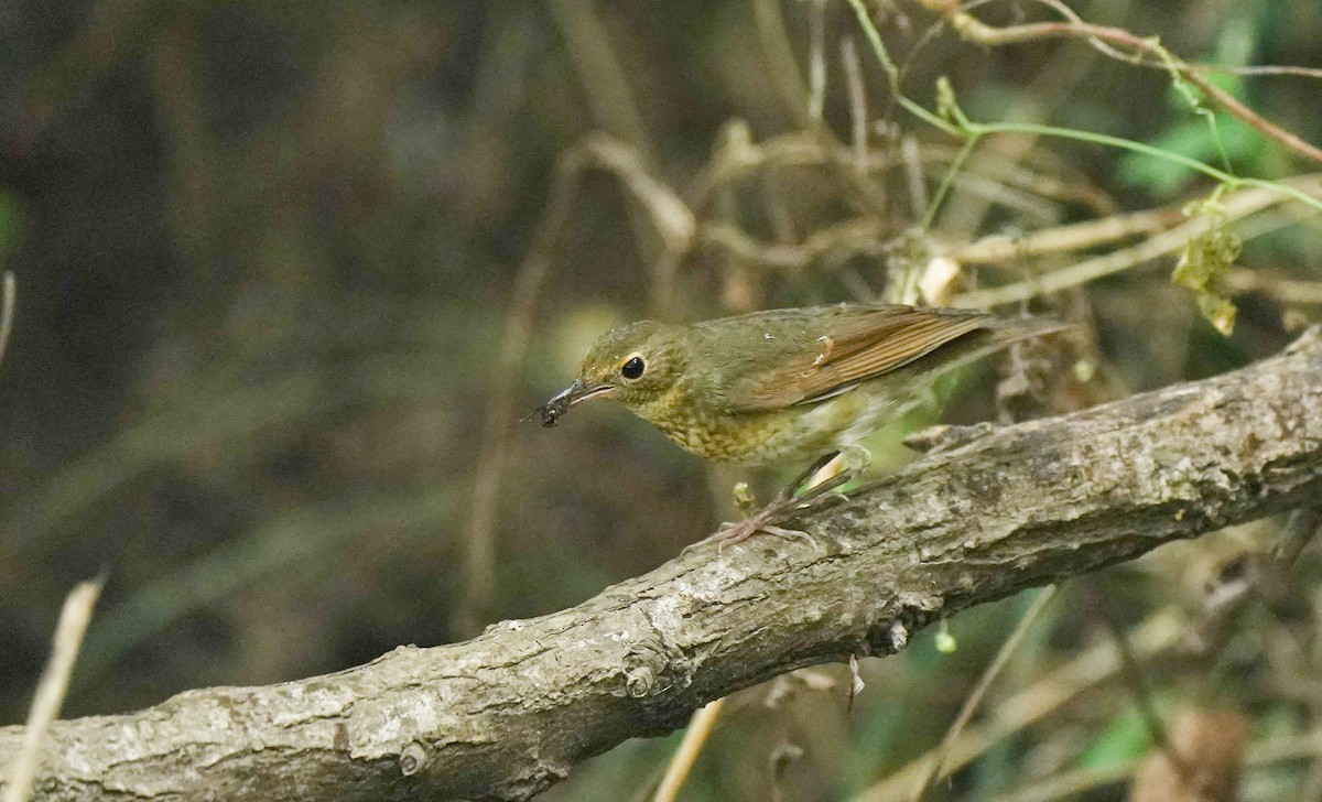 Siberian Blue Robin - ML641907908