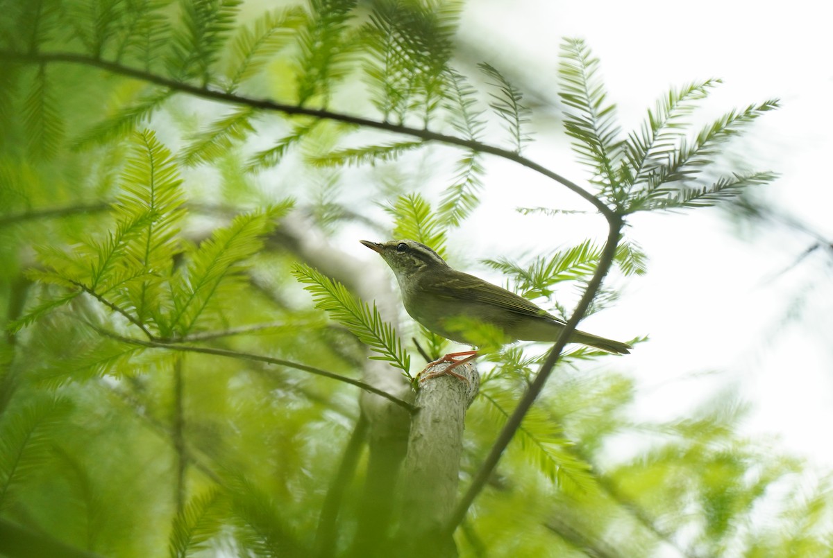 Pale-legged Leaf Warbler - ML641907919