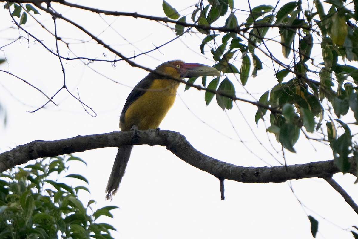 Saffron Toucanet - ML641907921