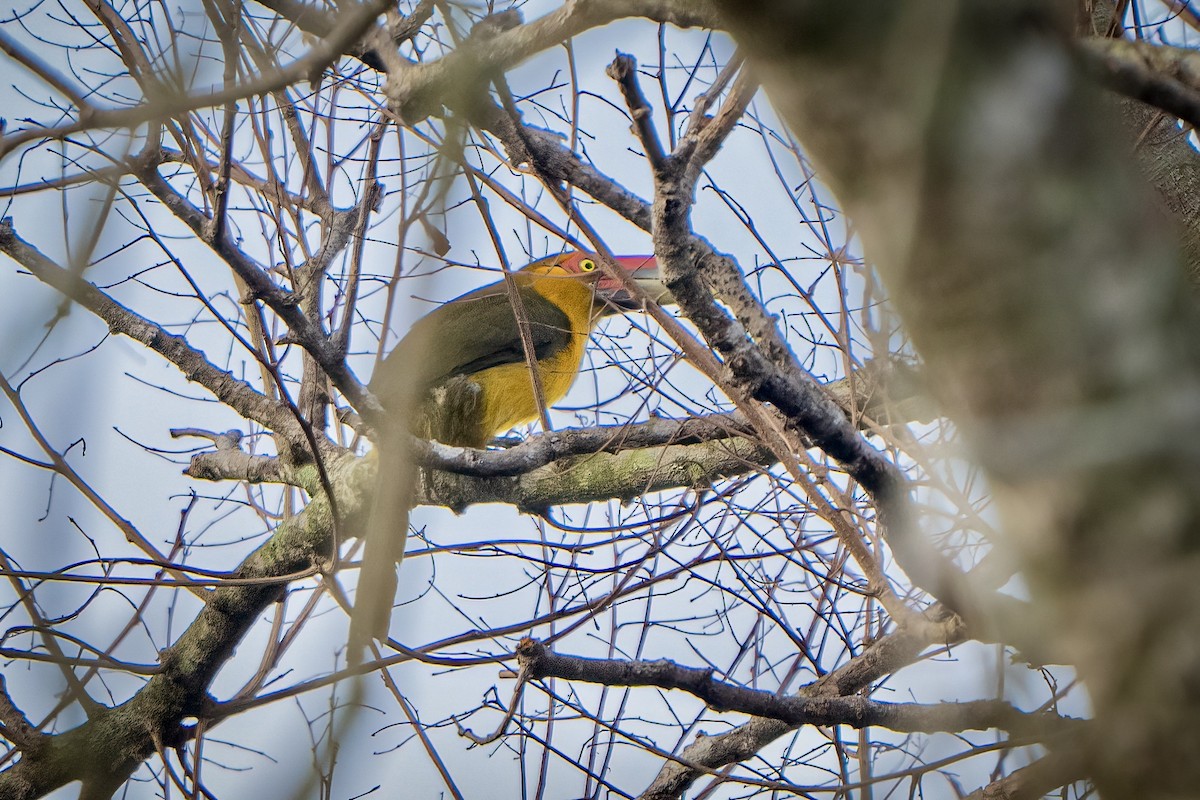 Saffron Toucanet - ML641907922