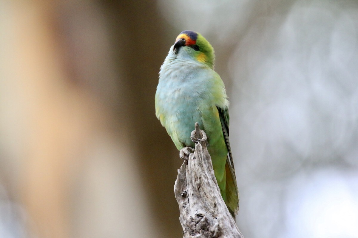 ムラサキガシラジャコウインコ - ML641907928