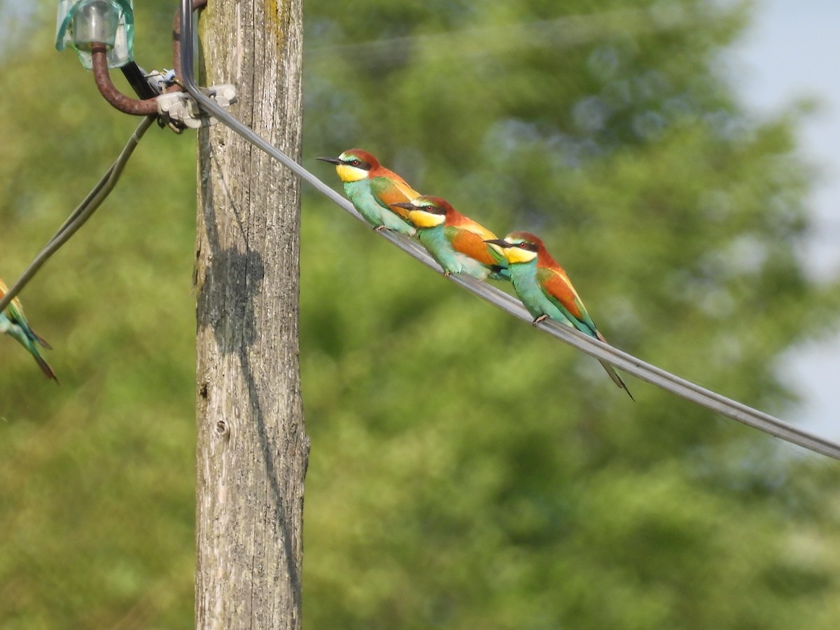 European Bee-eater - ML641907954