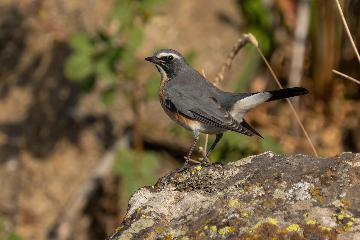 White-throated Robin - ML641908004