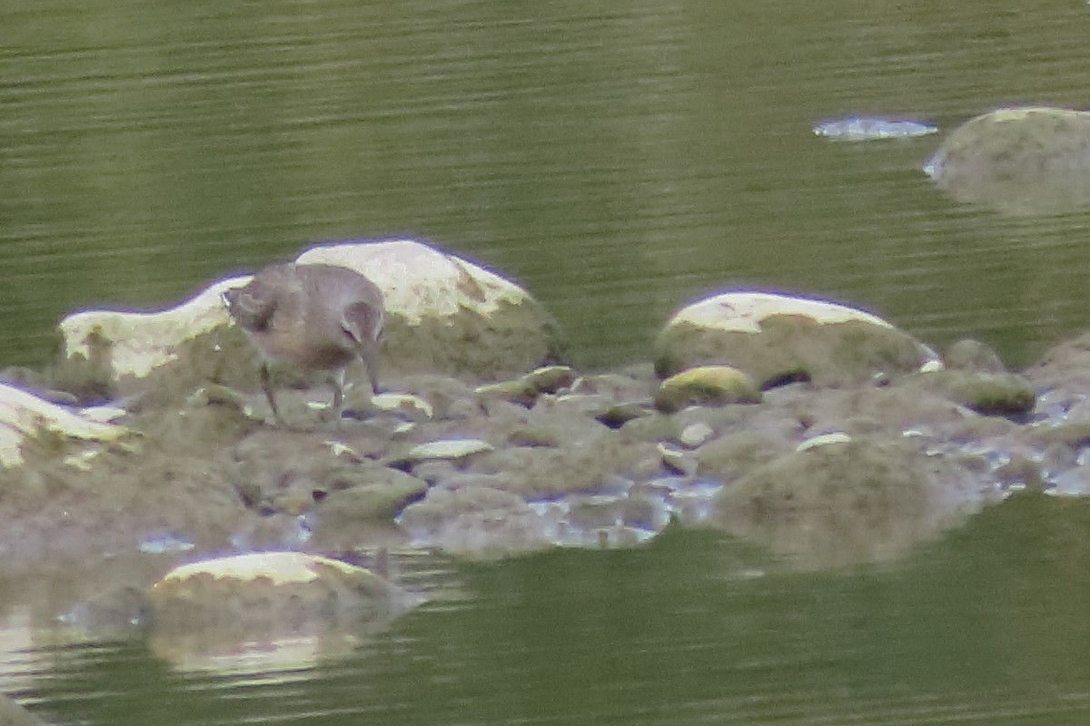 Red Knot - ML641908032
