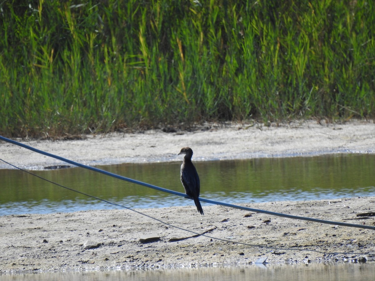 Cormoran pygmée - ML641908039