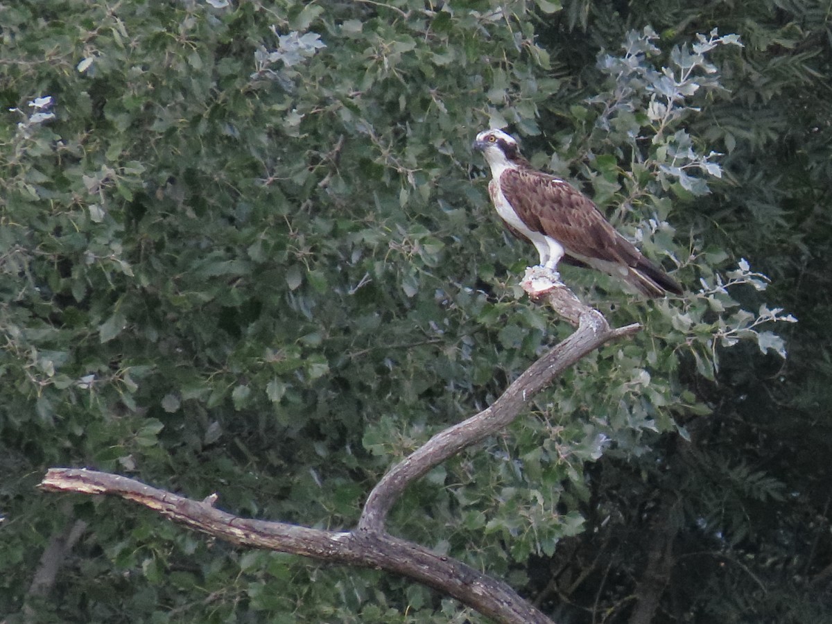 Balık Kartalı - ML641908040