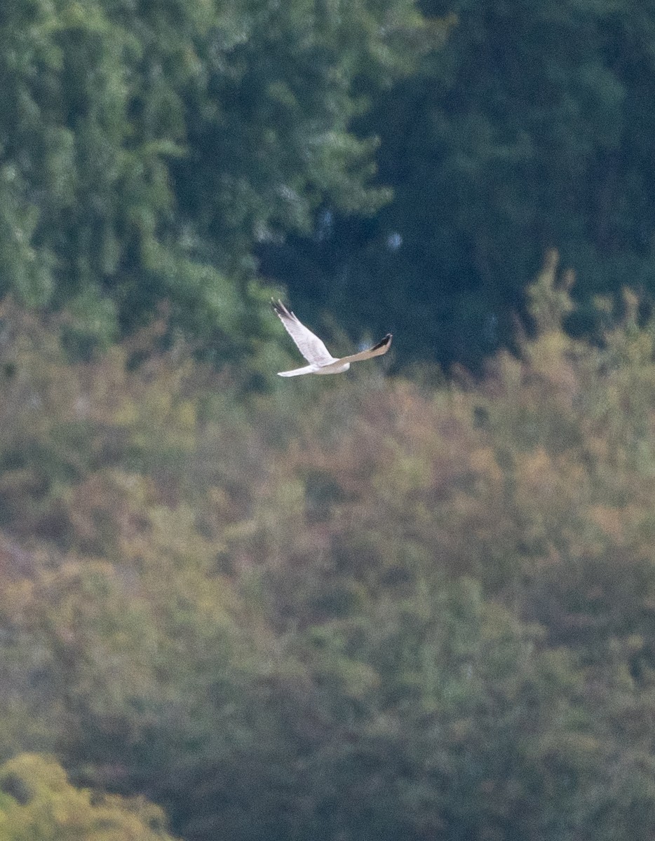Pallid Harrier - ML641908047