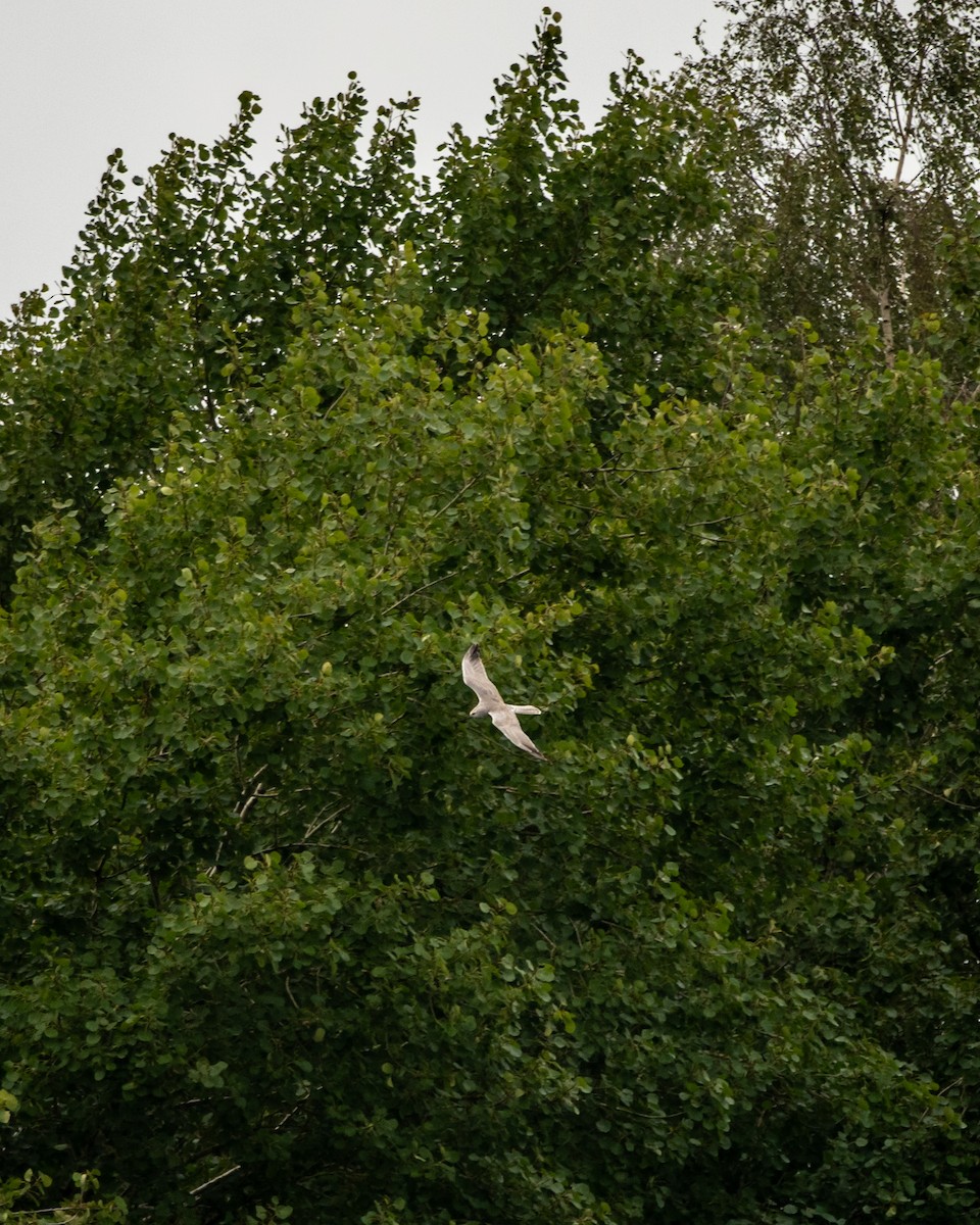 Pallid Harrier - ML641908048