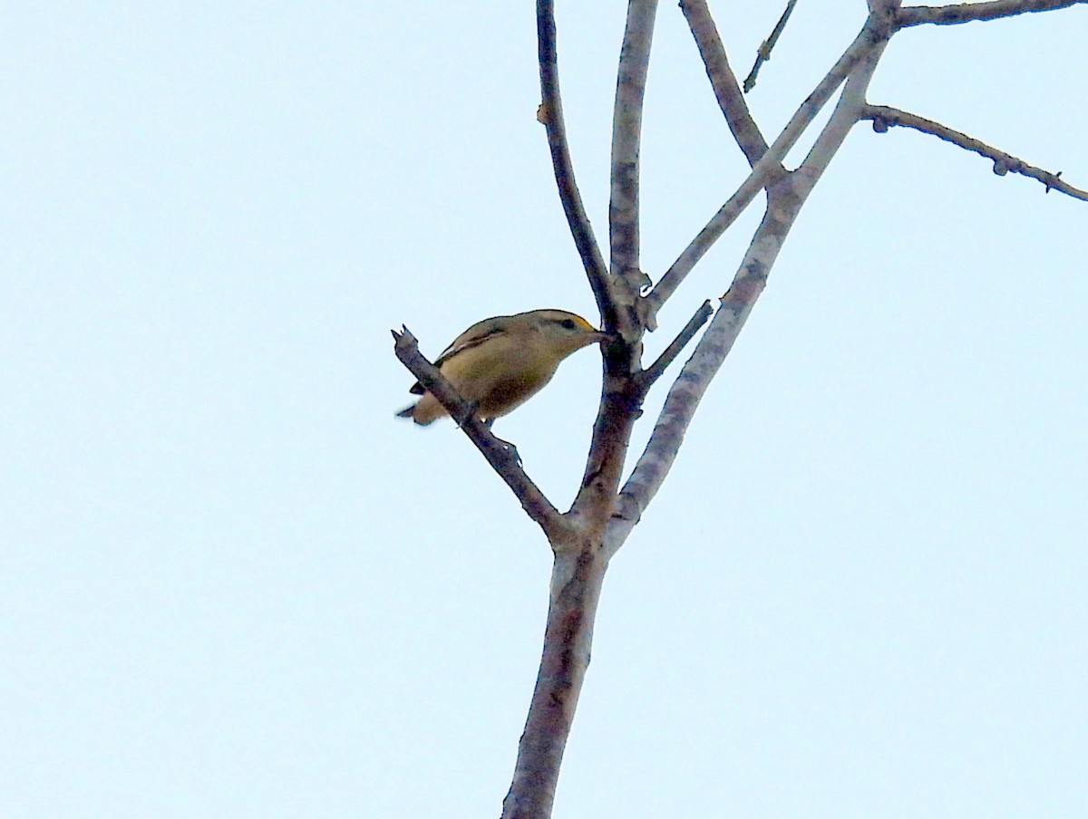 Çizgili Panterkuşu [melanocephalus grubu] - ML641908074