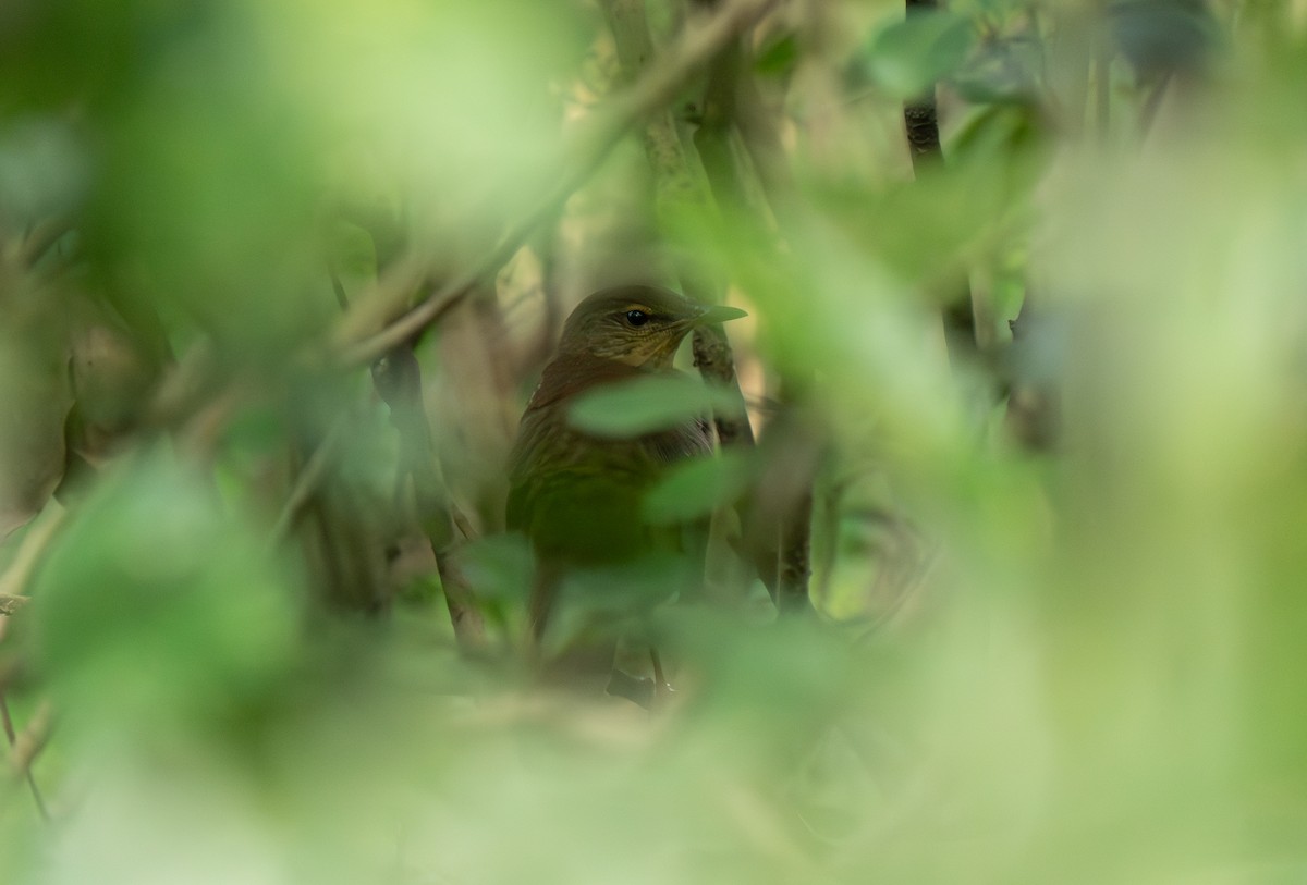 Gray's Grasshopper Warbler - ML641908087