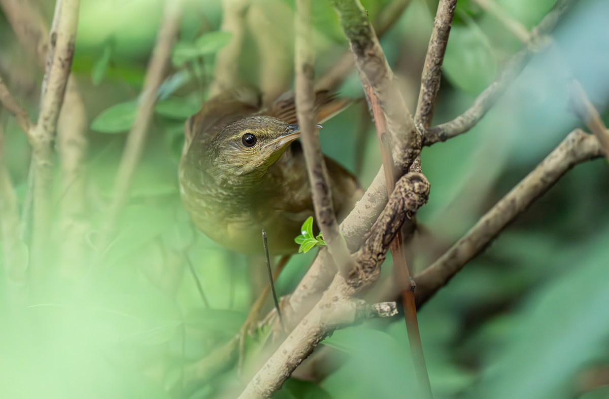 Gray's Grasshopper Warbler - ML641908089