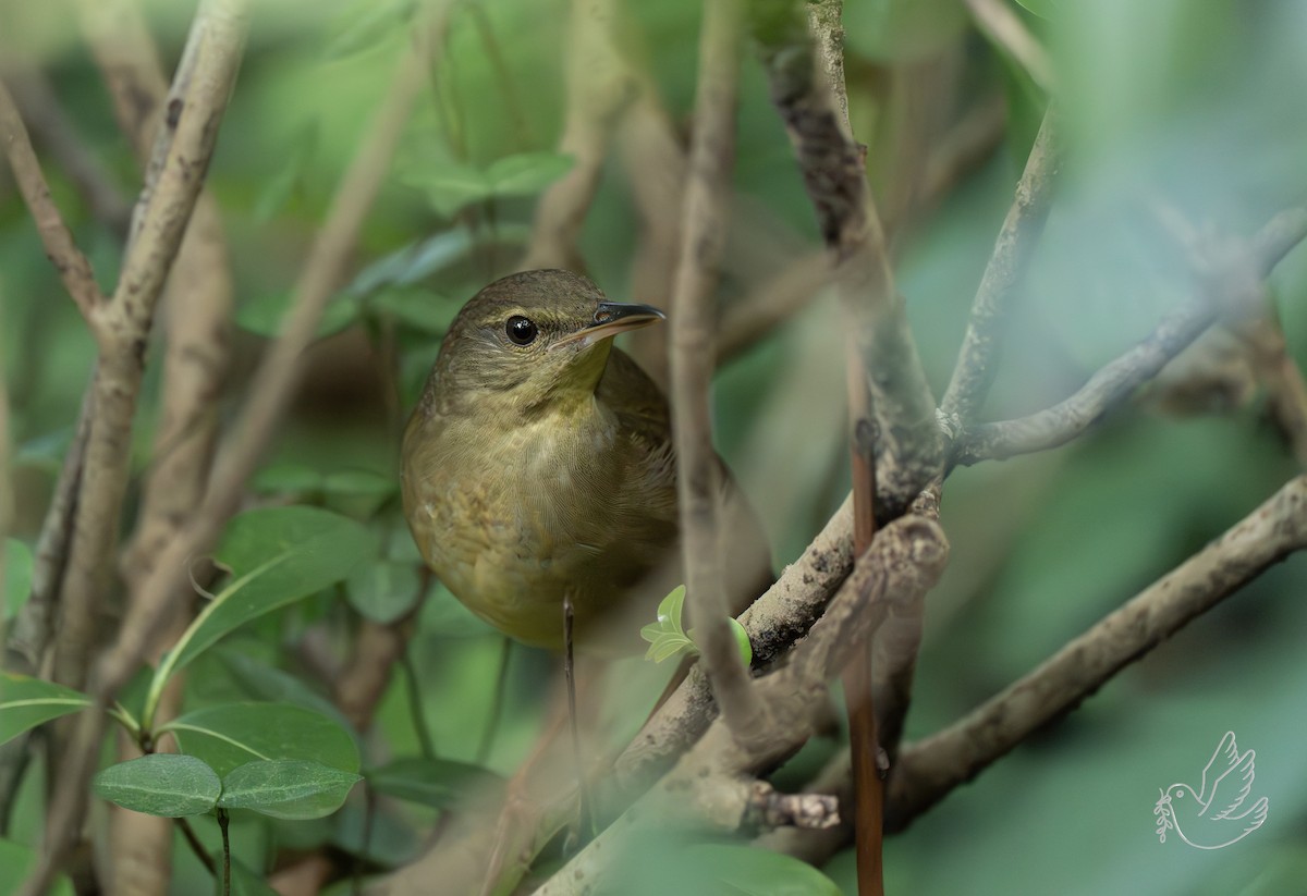 Gray's Grasshopper Warbler - ML641908091