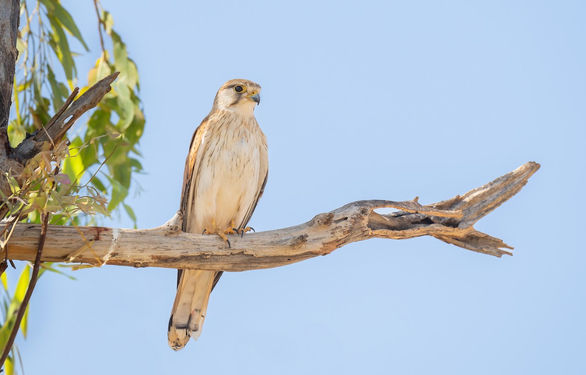 Nankeen Kestrel - ML641908092