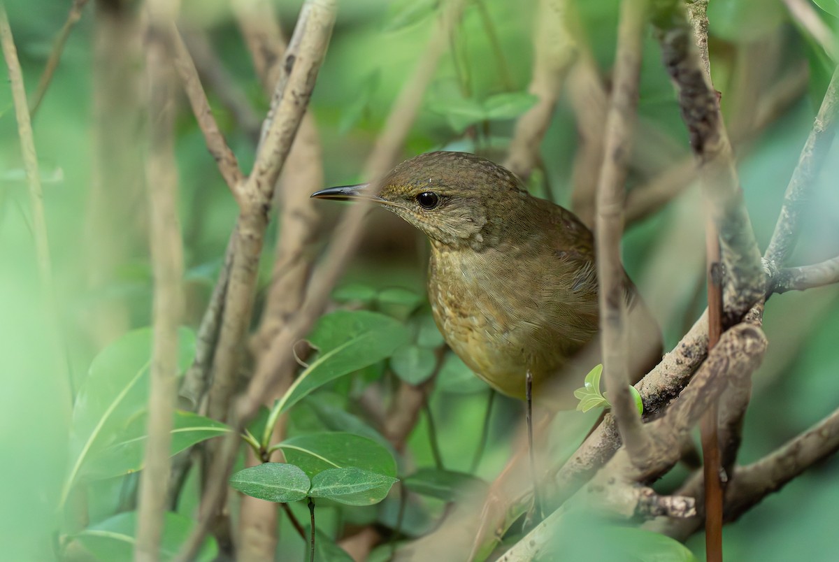 Gray's Grasshopper Warbler - ML641908094