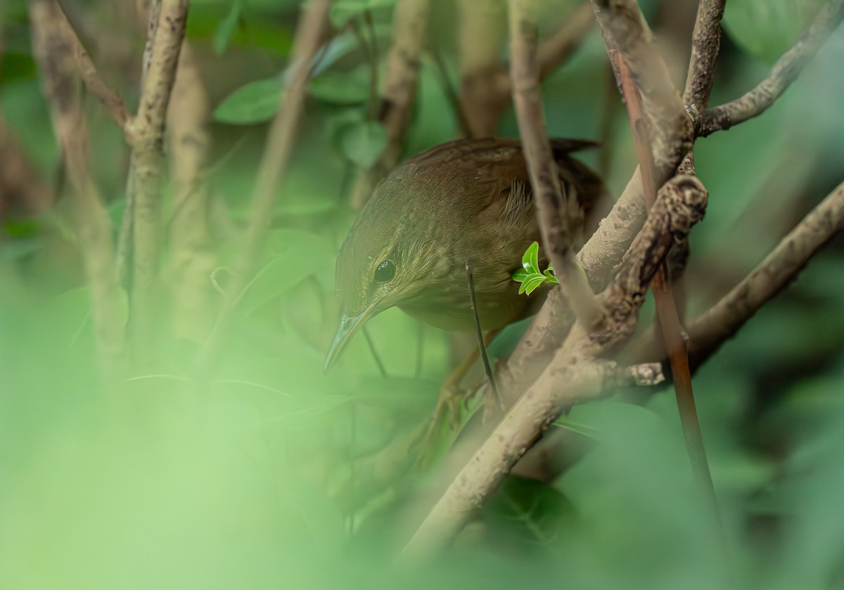 Gray's Grasshopper Warbler - ML641908095