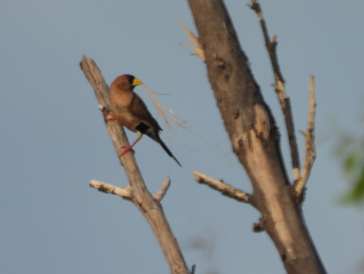 Masked Finch (Masked) - ML641908096