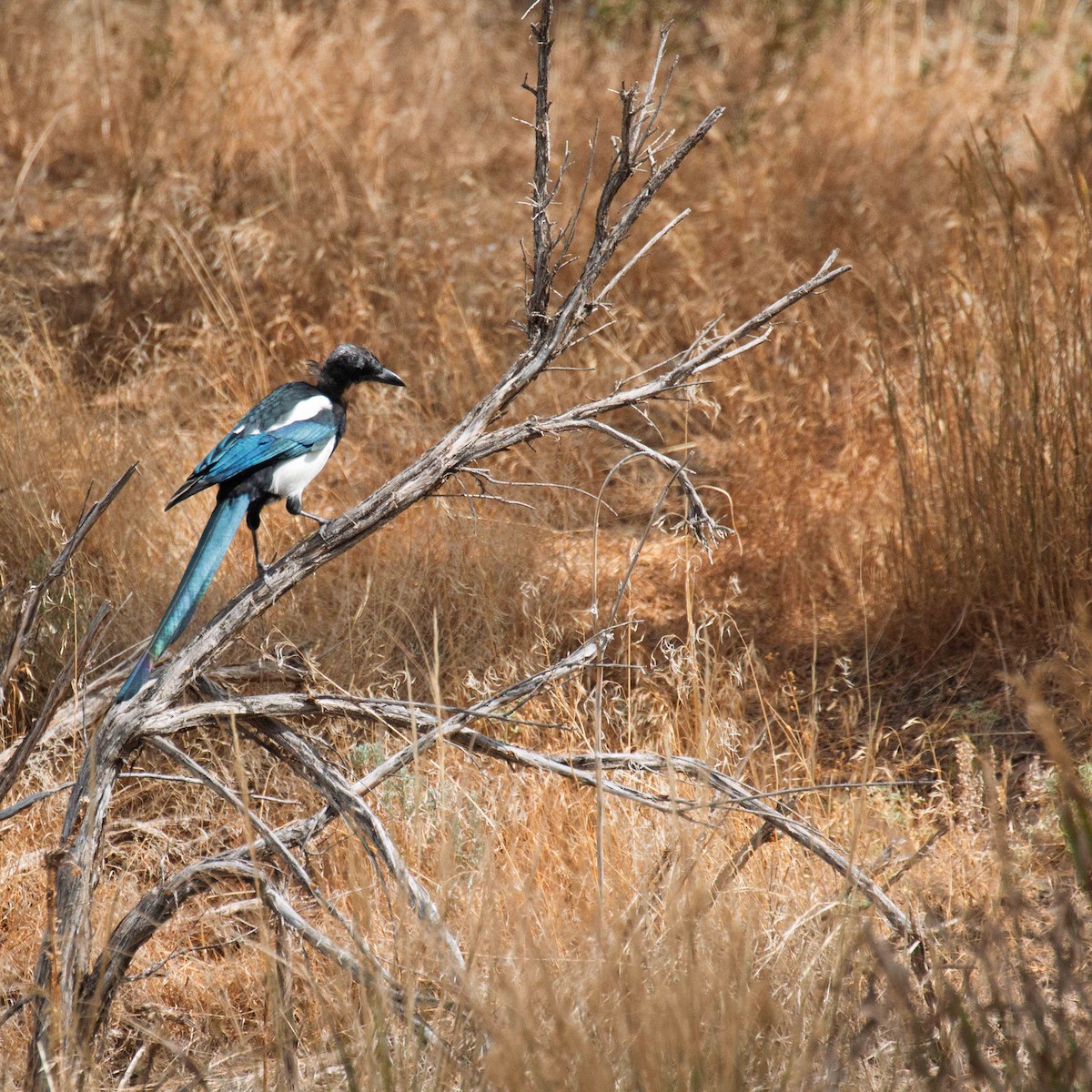 Black-billed Magpie - ML641908103