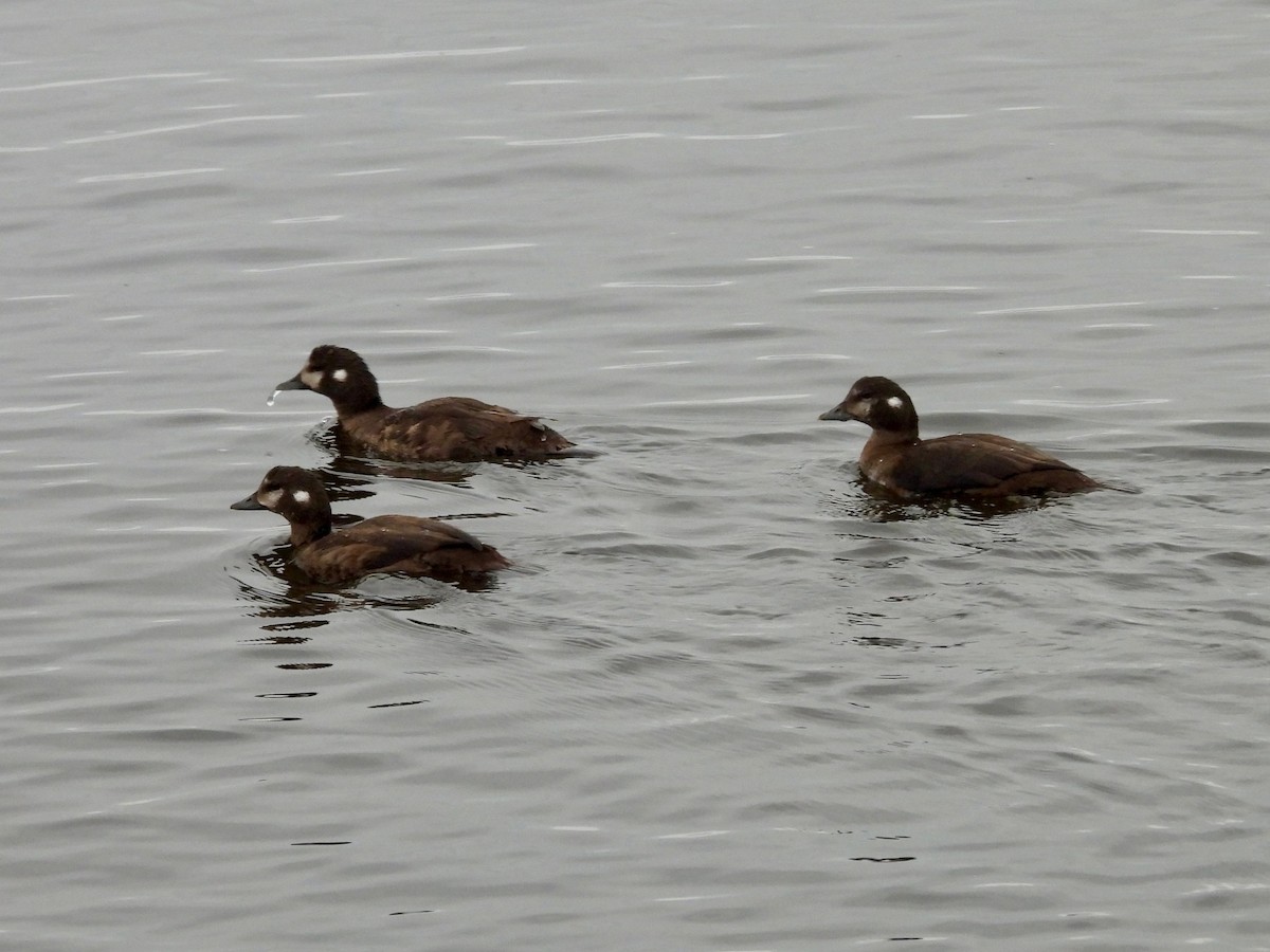 Harlequin Duck - ML641908150