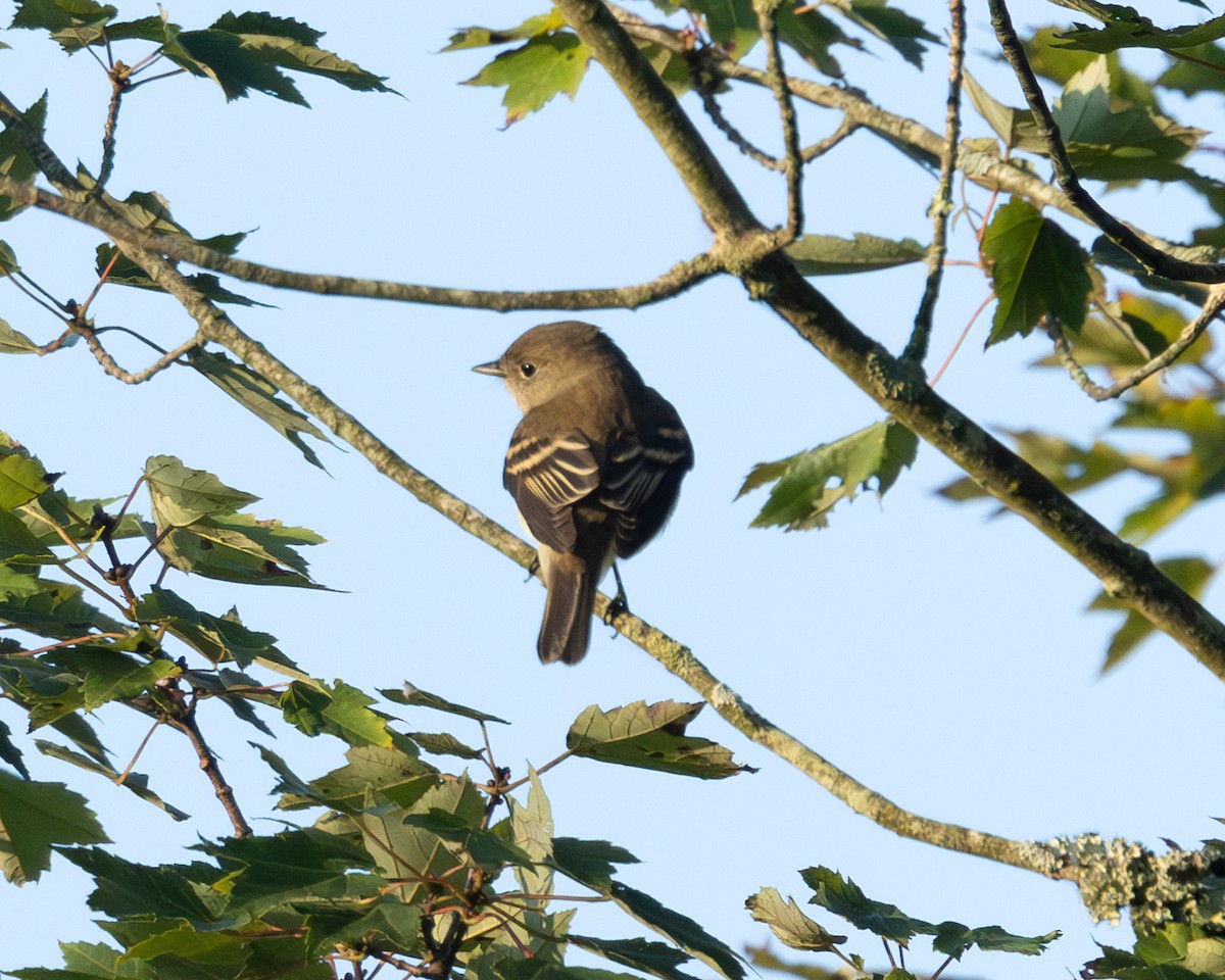 Least Flycatcher - ML641908156