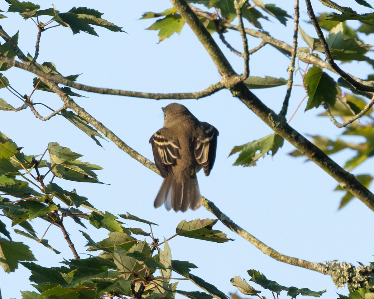 Least Flycatcher - ML641908157