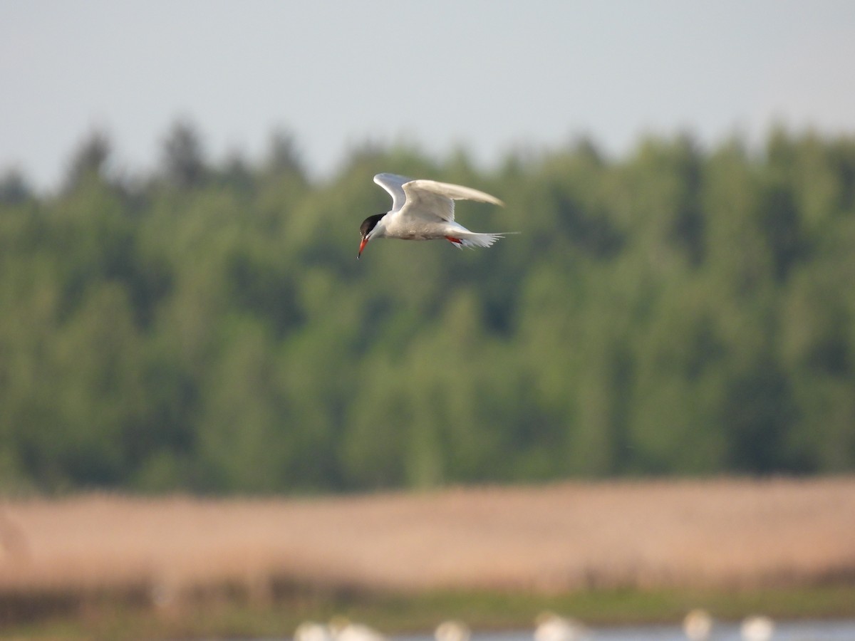 Common Tern - ML641908159