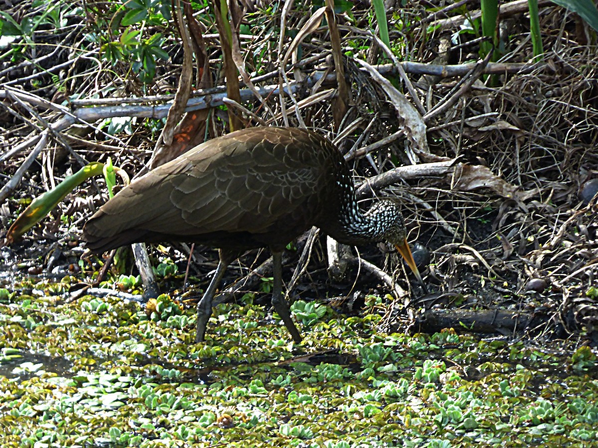 Limpkin - ML641908165