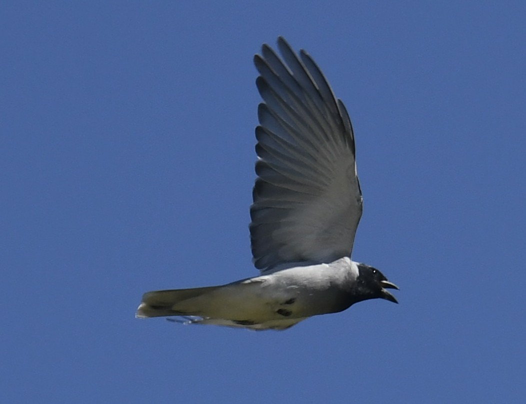 Black-faced Cuckooshrike - ML641908170