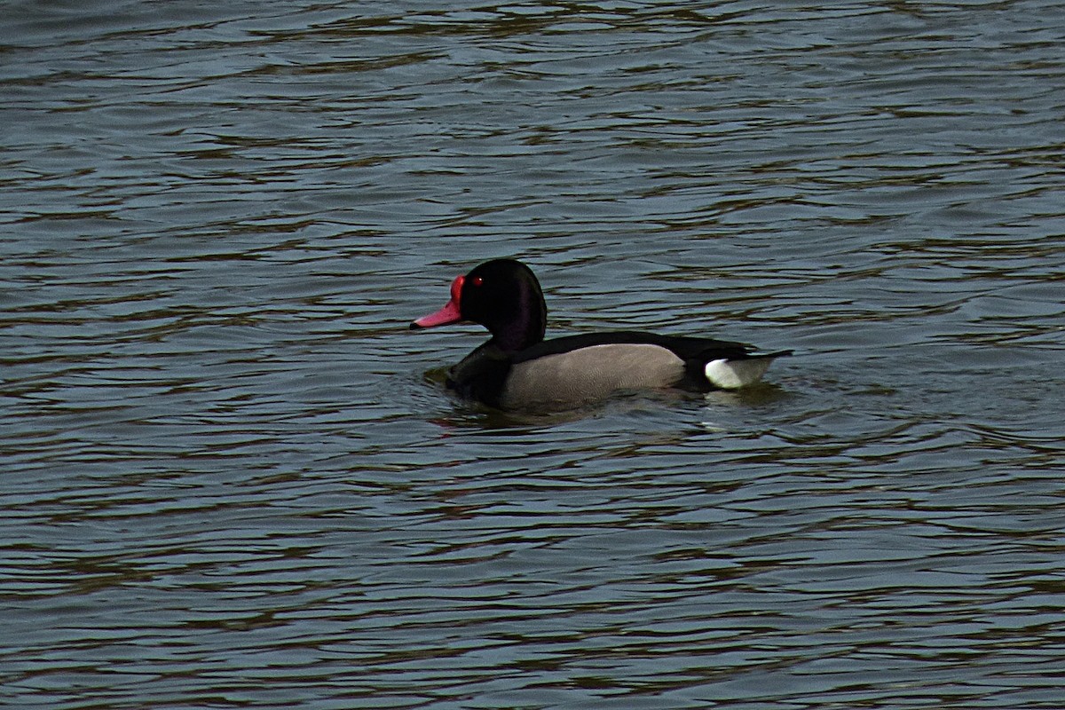 Rosy-billed Pochard - ML641908172