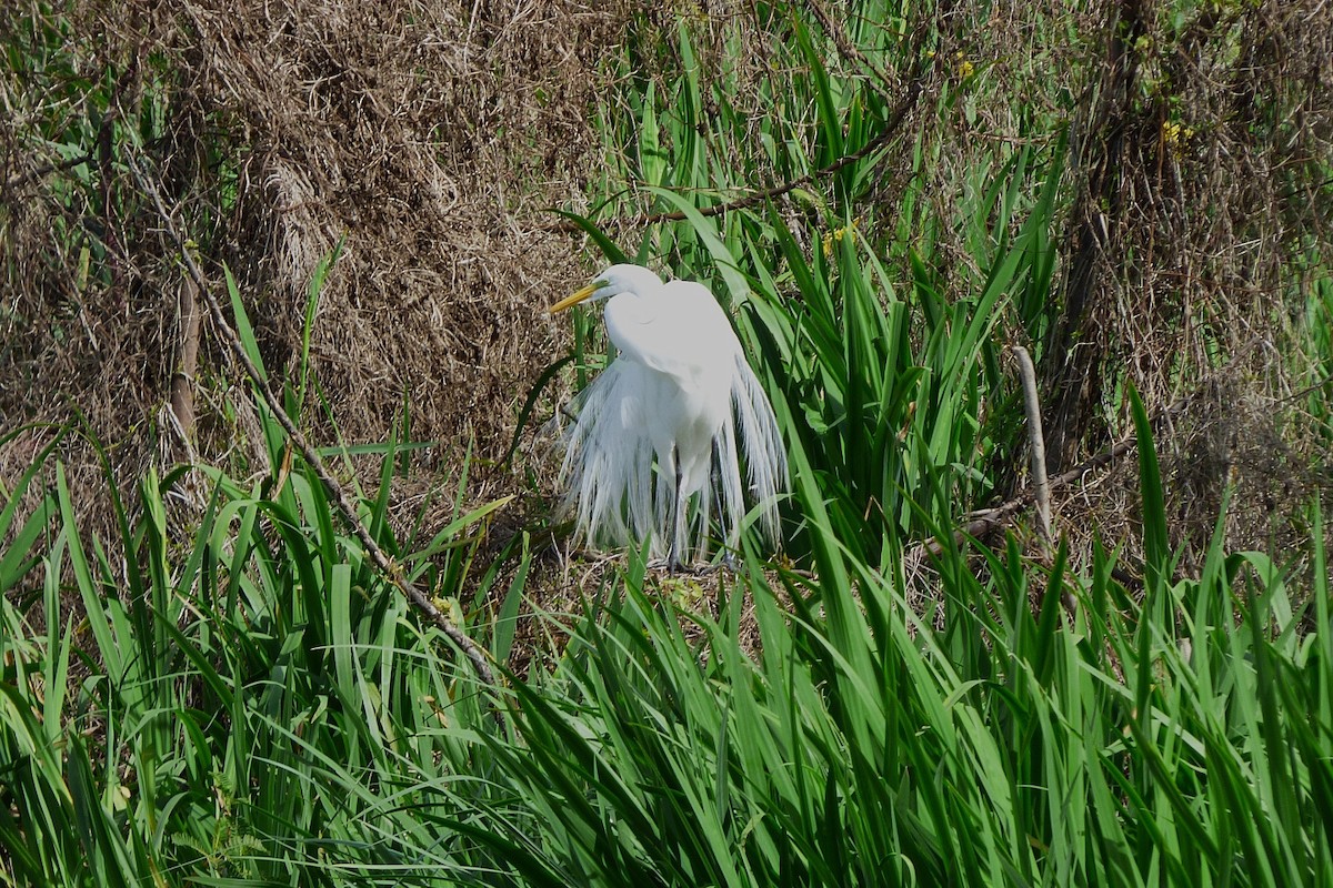 Great Egret - ML641908192