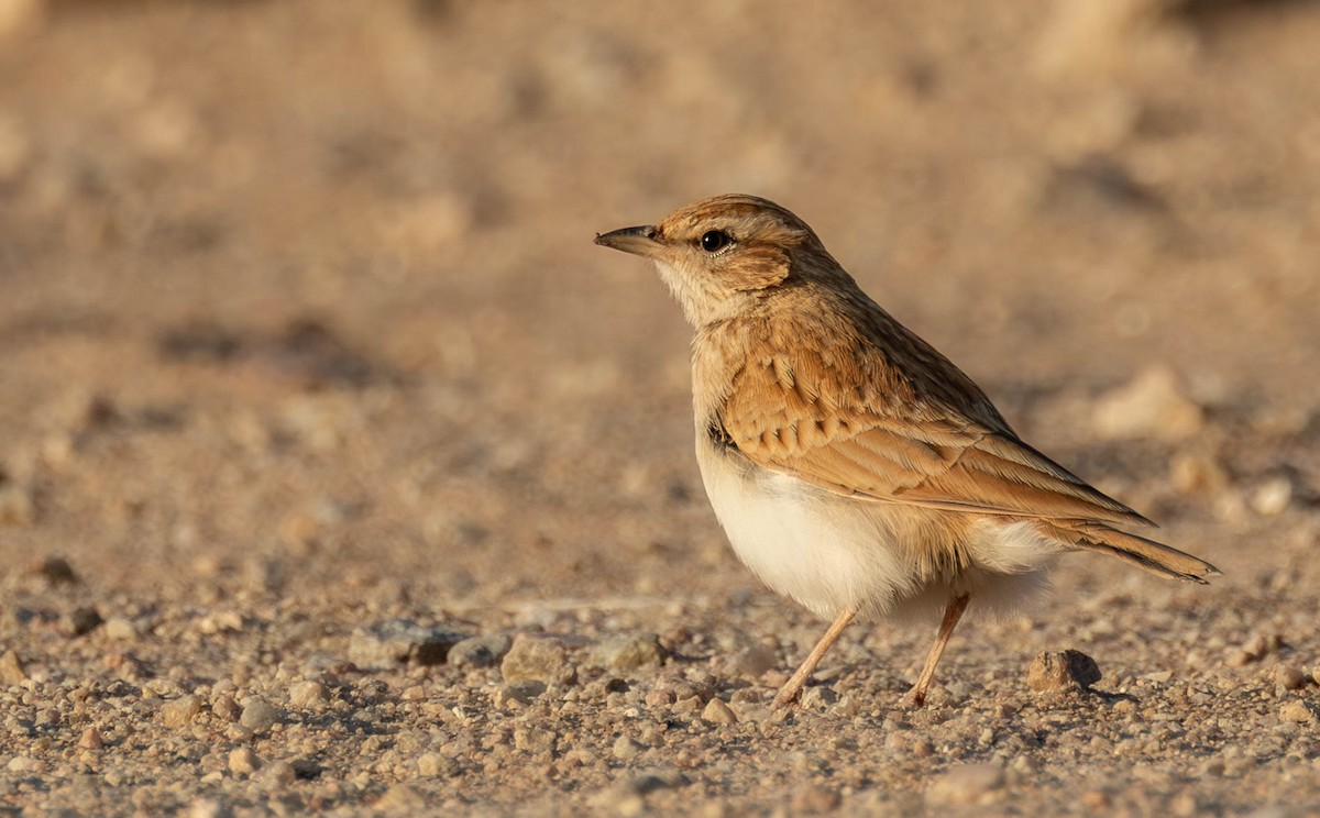 krattlerke (africanoides gr.) - ML641908201