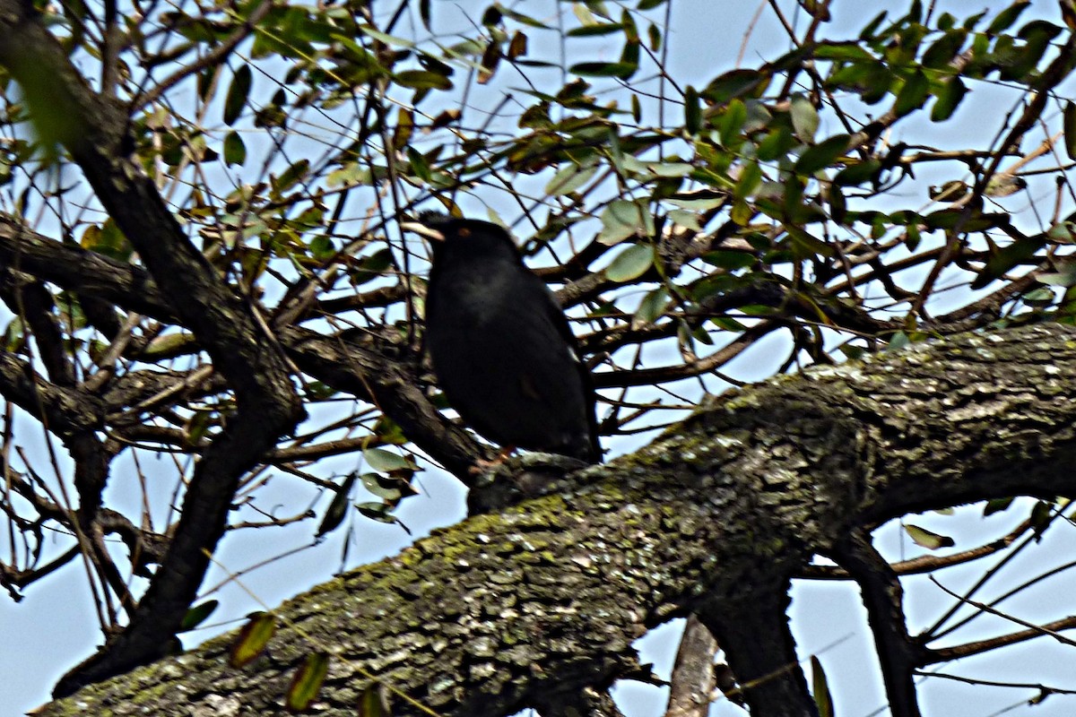 Crested Myna - ML641908206