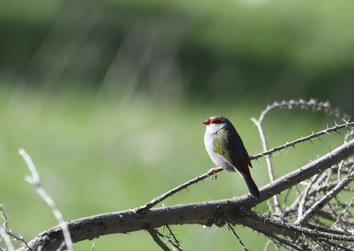 Red-browed Firetail - ML641908208