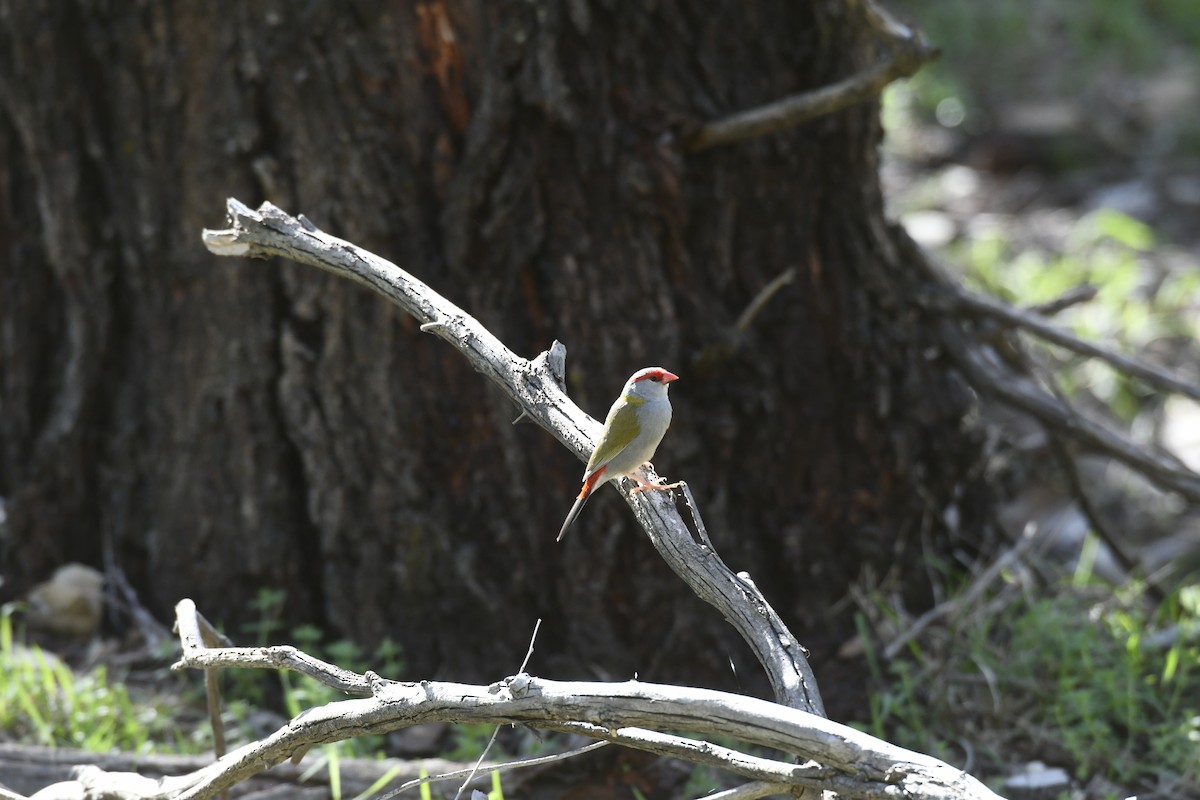 Red-browed Firetail - ML641908209