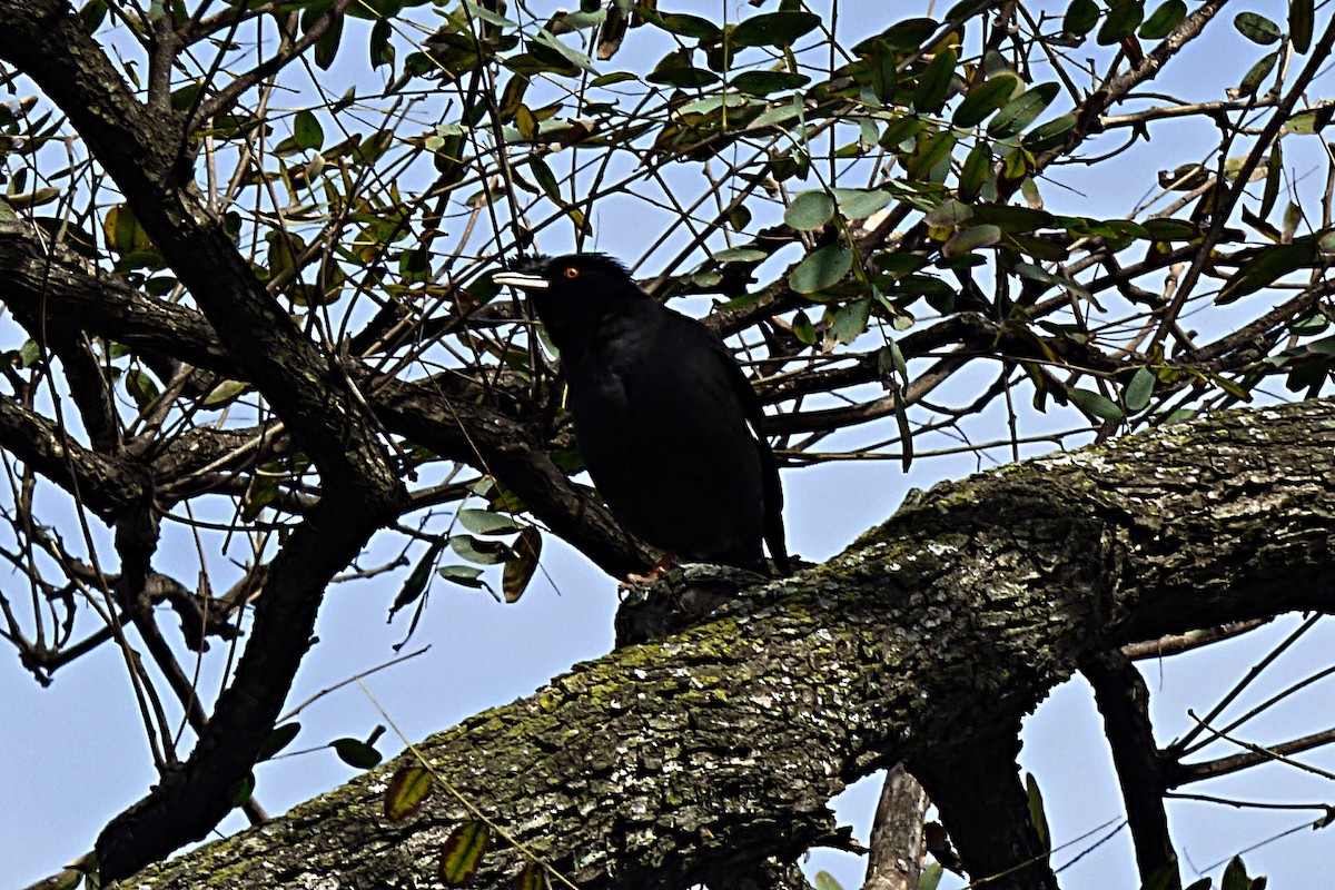 Crested Myna - ML641908215